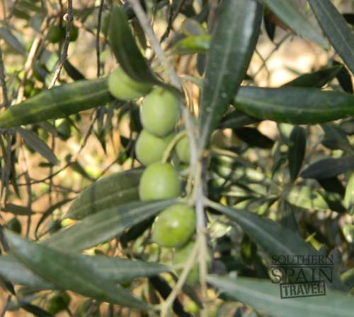 spanish olives