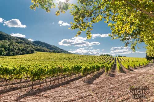 Vineyard in Spain